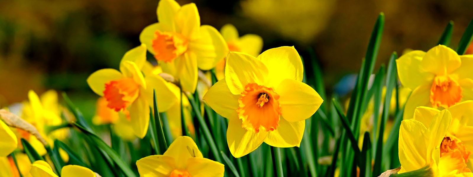 Daffodils