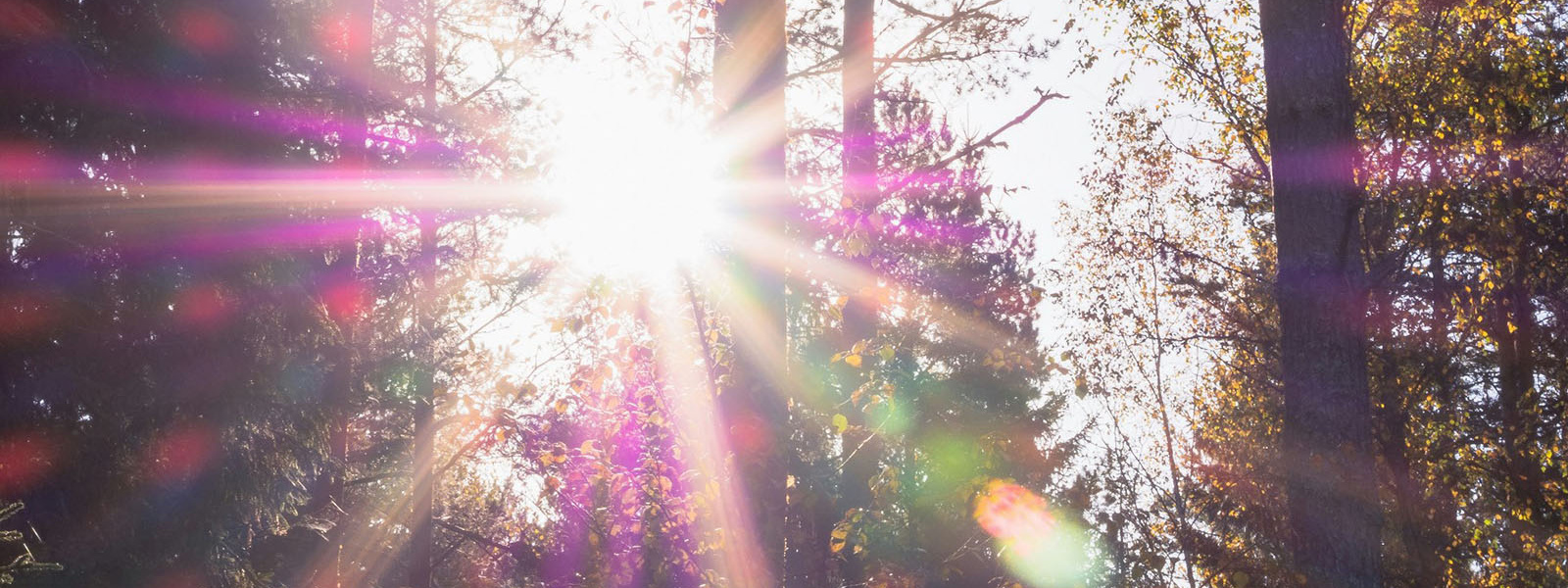 Trees in woodland with sunshine breaking through