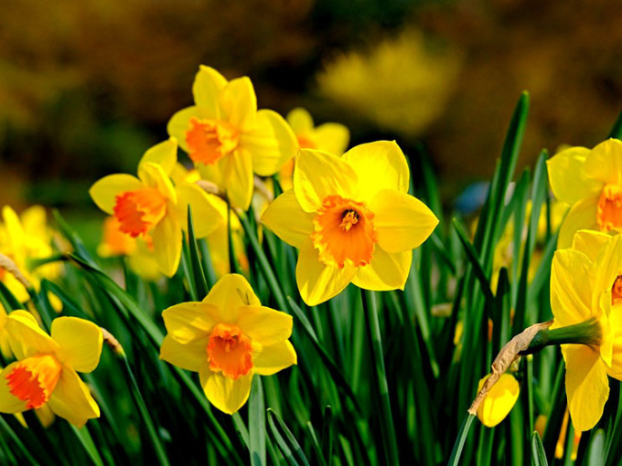 Daffodils